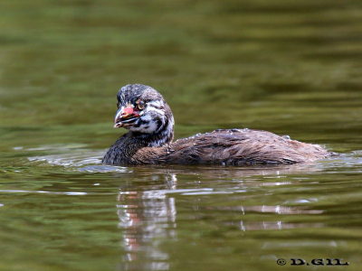 MACÁ PICO GRUESO (Podilymbus podiceps) - (Pichón)Lago del Parque Rivera-MONTEVIDEO (Diciembre 2011)